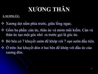  Xƣơng dẹt nằm phía trƣớc, giữa lồng ngực.
 Gồm ba phần: cán ức, thân ức và mỏm mũi kiếm. Cán và
thân ức tạo một góc nhô ra trƣớc gọi là góc ức.
 Bờ bên có 7 khuyết sƣờn để khớp với 7 sụn sƣờn đầu tiên.
 Ở trên: hai khuyết đòn ở hai bên để khớp với đầu ức của
xƣơng đòn.
77
XƢƠNG THÂN
2- XƢƠNG ỨC:
 