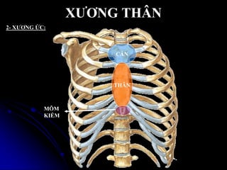 XƢƠNG THÂN
2- XƢƠNG ỨC:
CÁN
THÂN
MÕM
KIẾM
 