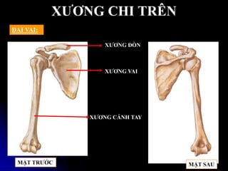 XƢƠNG CHI TRÊN
ĐAI VAI:
XƢƠNG CÁNH TAY
XƢƠNG VAI
XƢƠNG ĐÕN
MẶT TRƢỚC MẶT SAU
 