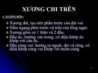 XƢƠNG CHI TRÊN
 Xƣơng dài, tạo nên phần trƣớc của đai vai
 Nằm ngang phía trƣớc và trên của lồng ngực
 Xƣơng gồm có 1 thân và 2 đầu.
 Ðầu ức: hƣớng vào trong, có diện khớp ức
khớp với cán ức.
 Ðầu cùng vai: hƣớng ra ngoài, dẹt và rộng, có
diện khớp cùng vai khớp với mỏm cùng
85
1- XƢƠNG ĐÕN:
 