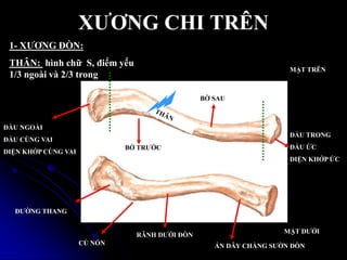 XƢƠNG CHI TRÊN
ĐƢỜNG THANG
ĐẦU TRONG
ĐẦU ỨC
DIỆN KHỚP ỨC
ĐẦU NGOÀI
ĐẦU CÙNG VAI
DIỆN KHỚP CÙNG VAI
BỜ SAU
BỜ TRƢỚC
RÃNH DƢỚI ĐÕN
CỦ NÓN ẤN DÂY CHẰNG SƢỜN ĐÕN
1- XƢƠNG ĐÕN:
THÂN: hình chữ S, điểm yếu
1/3 ngoài và 2/3 trong
MẶT TRÊN
MẶT DƢỚI
 