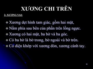 XƢƠNG CHI TRÊN
 Xƣơng dẹt hình tam giác, gồm hai mặt,
 Nằm phía sau bên của phần trên lồng ngực.
 Xƣơng có hai mặt, ba bờ và ba góc.
 Có ba bờ là bờ trong, bờ ngoài và bờ trên.
 Có diện khớp với xƣơng đòn, xƣơng cánh tay.
88
2- XƢƠNG VAI:
 