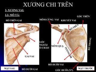 XƢƠNG CHI TRÊN
2- XƢƠNG VAI:
2.2- MÔ TẢ:
GAI VAI
MÕM CÙNG VAI
MÕM QUẠ
GÓC TRÊN
KHUYẾT VAI
HỐ DƢỚI VAI
GÓC DƢỚI (N7)
GÓC
NGOÀI
Ổ CHẢO
HỐ DƢỚI GAI
HỐ TRÊN GAI
MẶT TRƢỚCMẶT SAU
 