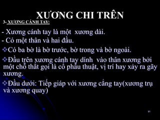 XƢƠNG CHI TRÊN
- Xƣơng cánh tay là một xƣơng dài.
- Có một thân và hai đầu.
Có ba bờ là bờ trƣớc, bờ trong và bờ ngoài.
Ðầu trên xƣơng cánh tay dính vào thân xƣơng bởi
một chỗ thắt gọi là cổ phẫu thuật, vị trí hay xảy ra gãy
xƣơng.
Ðầu dƣới: Tiếp giáp với xƣơng cẳng tay(xƣơng trụ
và xƣơng quay)
91
3- XƢƠNG CÁNH TAY:
 