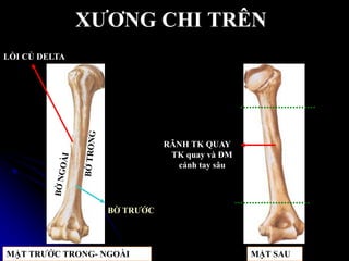 XƢƠNG CHI TRÊN
RÃNH TK QUAY
TK quay và ĐM
cánh tay sâu
MẶT TRƢỚC TRONG- NGOÀI MẶT SAU
LỒI CỦ DELTA
BỜ TRƢỚC
 