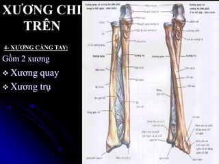 XƢƠNG CHI
TRÊN
Gồm 2 xƣơng
 Xƣơng quay
 Xƣơng trụ
98
4- XƢƠNG CẲNG TAY:
 