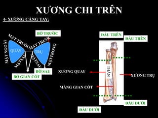 XƢƠNG CHI TRÊN
4- XƢƠNG CẲNG TAY:
XƢƠNG QUAY
XƢƠNG TRỤ
ĐẦU TRÊN
ĐẦU TRÊN
ĐẦU DƢỚI
ĐẦU DƢỚI
MÀNG GIAN CỐT
QUAY TRỤ
BỜ SAU
BỜ TRƢỚC
BỜ GIAN CỐT
THÂN
 