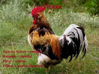 Птахи
Бузько, бусол – лелека
Жидики – горобці
Когут – півень
Кібець – шуляк (Буряки)
 