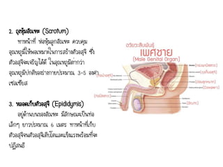 2. ถุงหุ้มอัณฑะ (Scrotum)
ทาหน้าที่ ห่อหุ้มลูกอัณฑะ ควบคุม
อุณหภูมิให้พอเหมาะในการสร้างตัวอสุจิ ซึ่ง
ตัวอสุจิจะเจริญได้ดี ในอุณหภูมิต่ากว่า
อุณหภูมิปกติของร่างกายประมาณ 3-5 องศา
เซลเซียส
3. หลอดเก็บตัวอสุจิ (Epididymis)
อยู่ด้านบนของอัณฑะ มีลักษณะเป็นท่อ
เล็กๆ ยาวประมาณ 6 เมตร ทาหน้าที่เก็บ
ตัวอสุจิจนตัวอสุจิเติบโตและแข็งแรงพร้อมที่จะ
ปฏิสนธิ
 
