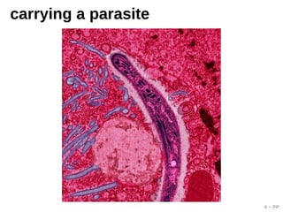 4 ~ PP
carrying a parasite
 