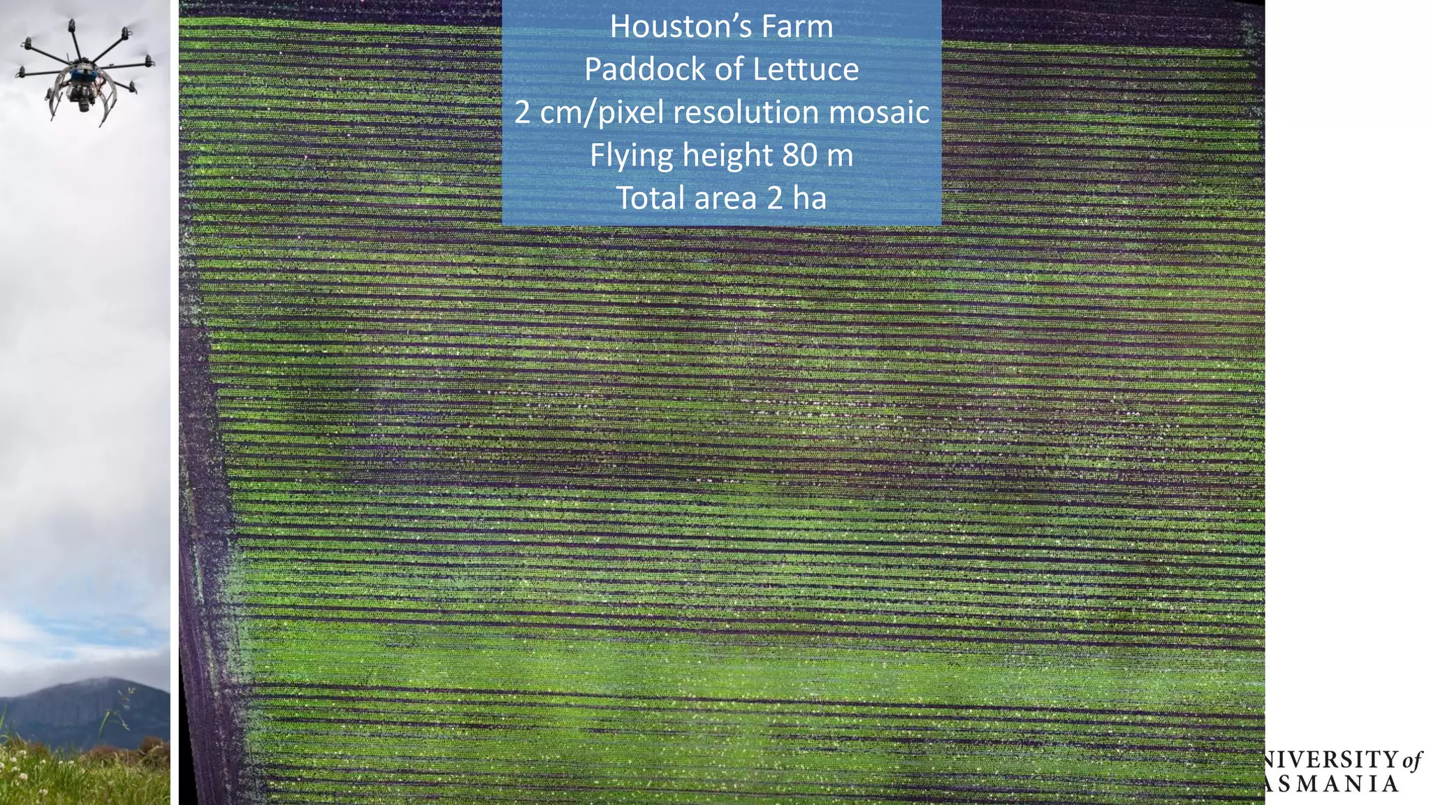 Houston’s Farm
Paddock of Lettuce
2 cm/pixel resolution mosaic
Flying height 80 m
Total area 2 ha
 
