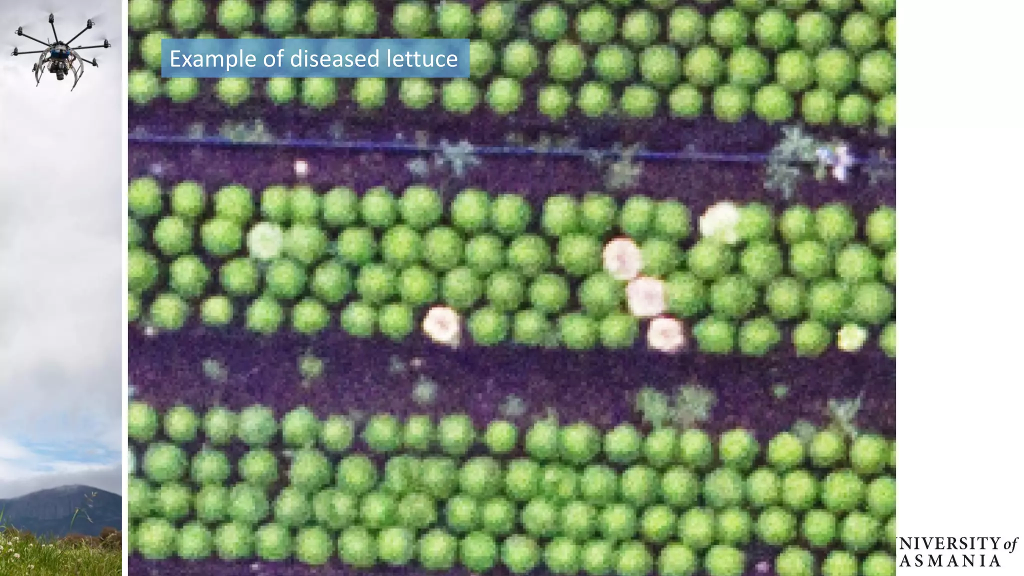 Example of diseased lettuce
 