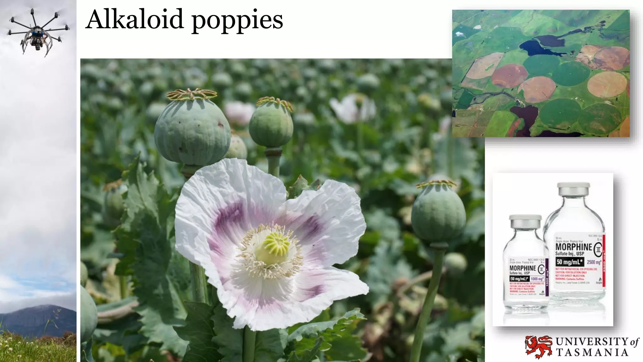 Alkaloid poppies
 