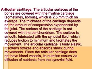 Articular cartilage.Articular cartilage. The articular surfaces of theThe articular surfaces of the
bones are covered with the hyaline cartilagebones are covered with the hyaline cartilage
(sometimes, fibrous), which is 2.5 mm thick on(sometimes, fibrous), which is 2.5 mm thick on
average. The thickness of the cartilage dependsaverage. The thickness of the cartilage depends
on the amount of compression experienced byon the amount of compression experienced by
the joint. The surface of the cartilage is notthe joint. The surface of the cartilage is not
covered with the perichondrium. The surface iscovered with the perichondrium. The surface is
smooth, lubricated with the synovial fluid, whichsmooth, lubricated with the synovial fluid, which
reduces friction to minimum and facilitates thereduces friction to minimum and facilitates the
movement. The articular cartilage is fairly elastic.movement. The articular cartilage is fairly elastic.
It softens strokes and absorbs shock duringIt softens strokes and absorbs shock during
movements. Since the articular cartilage doesmovements. Since the articular cartilage does
not have blood vessels, its nutrition occurs vianot have blood vessels, its nutrition occurs via
diffusion of nutrients from the synovial fluid.diffusion of nutrients from the synovial fluid.
 