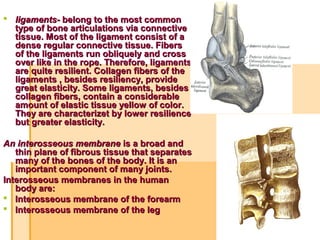  ligamentsligaments- belong to the most common- belong to the most common
type of bone articulations via connectivetype of bone articulations via connective
tissue. Most of the ligament consist of atissue. Most of the ligament consist of a
dense regular connective tissue. Fibersdense regular connective tissue. Fibers
of the ligaments run obliquely and crossof the ligaments run obliquely and cross
over like in the rope. Therefore, ligamentsover like in the rope. Therefore, ligaments
are quite resilient. Collagen fibers of theare quite resilient. Collagen fibers of the
ligaments , besides resiliency, provideligaments , besides resiliency, provide
great elasticity. Some ligaments, besidesgreat elasticity. Some ligaments, besides
collagen fibers, contain a considerablecollagen fibers, contain a considerable
amount of elastic tissue yellow of color.amount of elastic tissue yellow of color.
They are characterizet by lower resilienceThey are characterizet by lower resilience
but greater elasticity.but greater elasticity.
An interosseous membraneAn interosseous membrane is a broad andis a broad and
thin plane of fibrous tissue that separatesthin plane of fibrous tissue that separates
many of the bones of the body. It is anmany of the bones of the body. It is an
important component of many joints.important component of many joints.
Interosseous membranes in the humanInterosseous membranes in the human
body are:body are:
 Interosseous membrane of the forearmInterosseous membrane of the forearm
 Interosseous membrane of the legInterosseous membrane of the leg
 