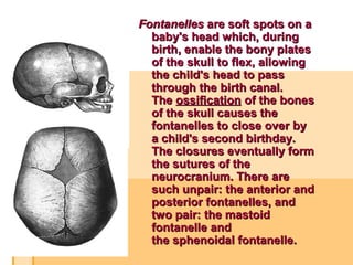 Connection of bones | PPT