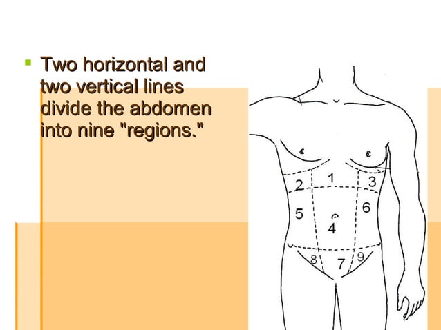 The Abdomen Regions Muscles Weak Points Of Walls Of Abdomen