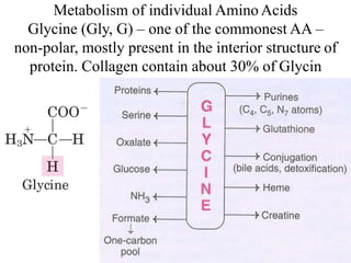 Metabolism of Amino Acids | PPTX