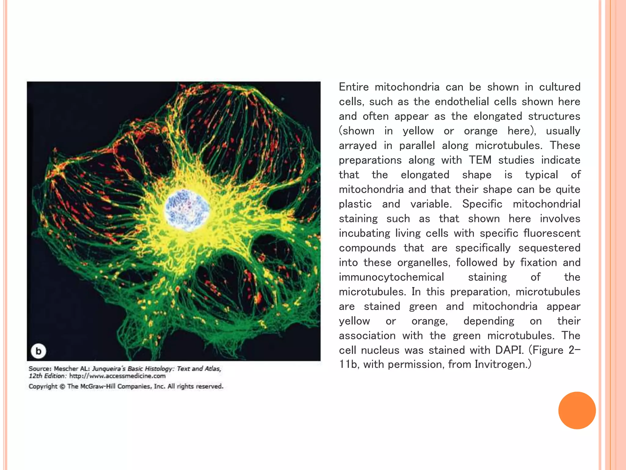 General morphology of the cell | PPTX