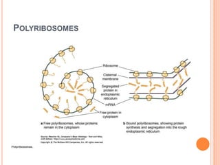 General morphology of the cell | PPTX