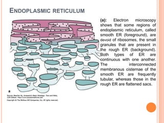 General morphology of the cell | PPTX