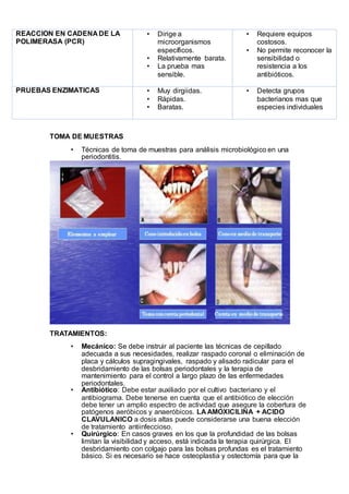 REACCION EN CADENA DE LA
POLIMERASA (PCR)
• Dirige a
microorganismos
específicos.
• Relativamente barata.
• La prueba mas
sensible.
• Requiere equipos
costosos.
• No permite reconocer la
sensibilidad o
resistencia a los
antibióticos.
PRUEBAS ENZIMATICAS • Muy dirgiidas.
• Rápidas.
• Baratas.
• Detecta grupos
bacterianos mas que
especies individuales
TOMA DE MUESTRAS
• Técnicas de toma de muestras para análisis microbiológico en una
periodontitis.
TRATAMIENTOS:
• Mecánico: Se debe instruir al paciente las técnicas de cepillado
adecuada a sus necesidades, realizar raspado coronal o eliminación de
placa y cálculos supragingivales, raspado y alisado radicular para el
desbridamiento de las bolsas periodontales y la terapia de
mantenimiento para el control a largo plazo de las enfermedades
periodontales.
• Antibiótico: Debe estar auxiliado por el cultivo bacteriano y el
antibiograma. Debe tenerse en cuenta que el antibiótico de elección
debe tener un amplio espectro de actividad que asegure la cobertura de
patógenos aeróbicos y anaeróbicos. LA AMOXICILINA + ACIDO
CLAVULANICO a dosis altas puede considerarse una buena elección
de tratamiento antiinfeccioso.
• Quirúrgico: En casos graves en los que la profundidad de las bolsas
limitan la visibilidad y acceso, está indicada la terapia quirúrgica. El
desbridamiento con colgajo para las bolsas profundas es el tratamiento
básico. Si es necesario se hace osteoplastia y ostectomía para que la
 