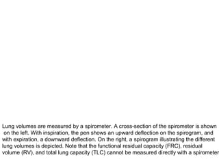 External Respiration | PPT