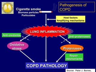 LUNG INFLAMMATIONLUNG INFLAMMATION
COPD PATHOLOGYCOPD PATHOLOGY
OxidativeOxidative
stressstress ProteinasesProteinases
RepairRepair
mechanismsmechanisms
Anti-proteinasesAnti-proteinasesAnti-oxidantsAnti-oxidants
Host factors
Amplifying mechanisms
Cigarette smokeCigarette smoke
Biomass particlesBiomass particles
ParticulatesParticulates
Source: Peter J. Barnes,
Pathogenesis of
COPD
 