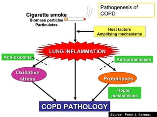 LUNG INFLAMMATIONLUNG INFLAMMATION
COPD PATHOLOGYCOPD PATHOLOGY
OxidativeOxidative
stressstress ProteinasesProteinases
RepairRepair
mechanismsmechanisms
Anti-proteinasesAnti-proteinasesAnti-oxidantsAnti-oxidants
Host factors
Amplifying mechanisms
Cigarette smokeCigarette smoke
Biomass particlesBiomass particles
ParticulatesParticulates
Pathogenesis of
COPD
Source: Peter J. Barnes,
 