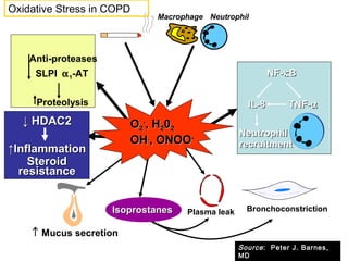 Anti-proteases
SLPI α1-AT
Proteolysis
OO22
--
, H, H220022
OHOH..
, ONOO, ONOO--
↑ Mucus secretion
Plasma leak Bronchoconstriction
NF-NF-κκBB
IL-8IL-8
NeutrophilNeutrophil
recruitmentrecruitment
TNF-TNF-αα
IsoprostanesIsoprostanes
↓↓ HDAC2HDAC2
↑↑InflammationInflammation
SteroidSteroid
resistanceresistance
Macrophage Neutrophil
Oxidative Stress in COPD
Source: Peter J. Barnes,
MD
 