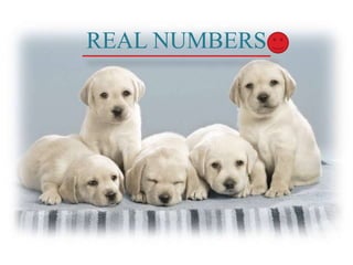 REAL NUMBERS
 