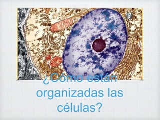 ¿Cómo están
organizadas las
células?
 