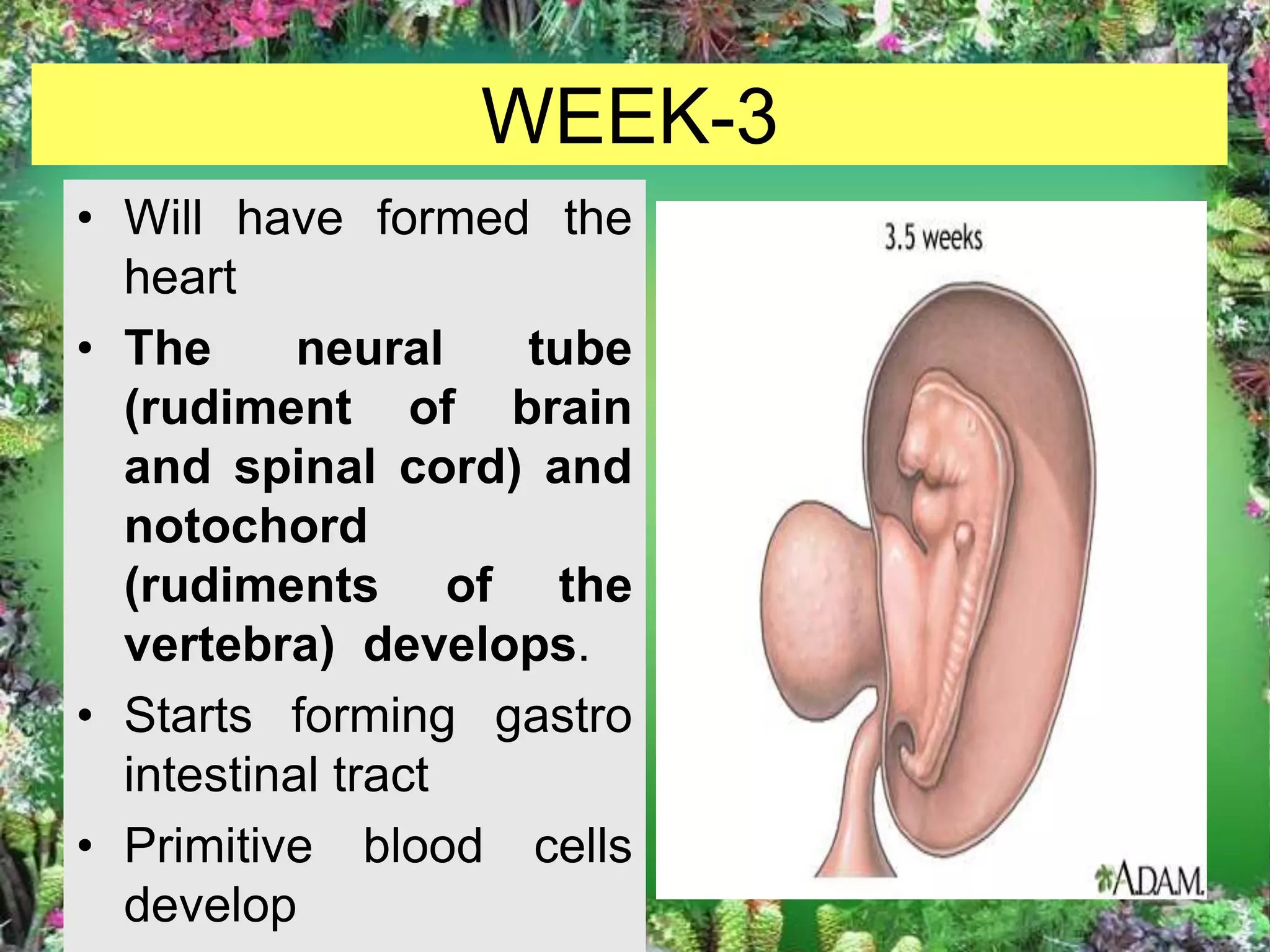 fetal development and fetal circulation | PPTX