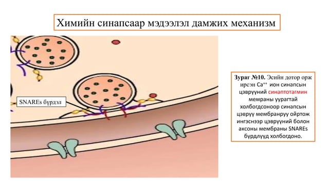 Сэрэмтгий эдийн физиологи