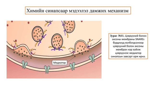 Сэрэмтгий эдийн физиологи