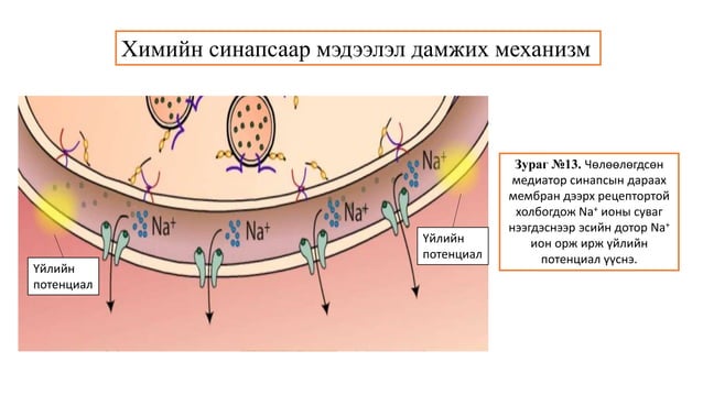 Сэрэмтгий эдийн физиологи