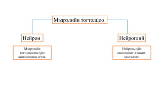 Сэрэмтгий эдийн физиологи | PPT