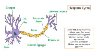 Сэрэмтгий эдийн физиологи | PPT