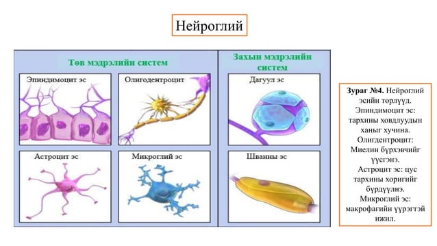 Сэрэмтгий эдийн физиологи