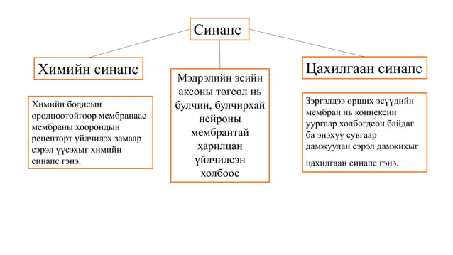 Сэрэмтгий эдийн физиологи