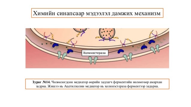 Сэрэмтгий эдийн физиологи