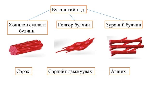Сэрэмтгий эдийн физиологи