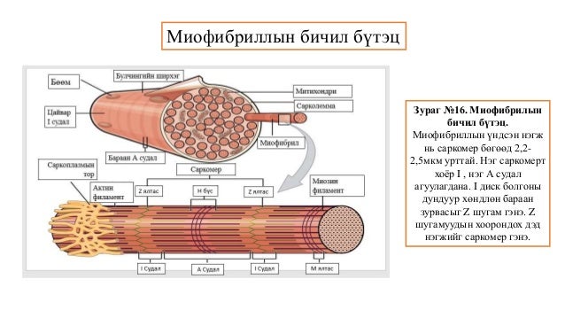 Сэрэмтгий эдийн физиологи
