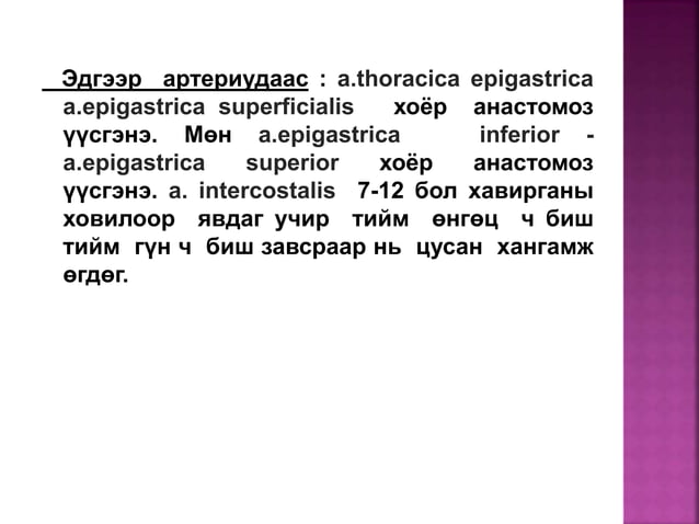 2 р баг хэвлийн байршил зүйн анатоми | PPT