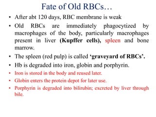 2. erythrocytes | PDF