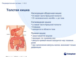 Нисходящая ободочная кишка:
• В левой части брюшной полости
• От селезеночного изгиба ⇒ до таза
Сигмовидная кишка:
• в левой части брюшной полости
• S-форма
• находится в области таза
Прямая кишка:
• заканчивается анусом
• проходит по тазовому дну
• ампула прямой кишки находится над тазовым
дном
• при наполнении ампулы калом, возникает позыв
дефекации
Толстая кишка
Пищеварительная система - 1.12.2
 