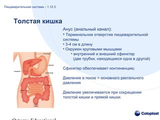 Анус (анальный канал):
• Терминальное отверстие пищеварительной
системы
• 3-4 cм в длину
• Окружен круговыми мышцами
• внутренний и внешний сфинктер
(две трубки, находящиеся одна в другой)
Сфинктер обеспечивает континенцию.
Давление в покое > основного ректального
давления
Давление увеличивается при сокращении
толстой кишки и прямой кишки.
Толстая кишка
Пищеварительная система - 1.12.3
 