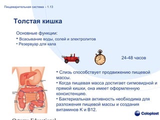 Основные функции:
• Всасывание воды, солей и электролитов
• Резервуар для кала
24-48 часов
• Слизь способствует продвижению пищевой
массы.
• Когда пищевая масса достигает сигмовидной и
прямой кишки, она имеет оформленную
консистенцию.
• Бактериальная активность необходима для
разложения пищевой массы и создания
витаминов K и B12.
Толстая кишка
Пищеварительная система - 1.13
 
