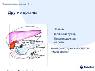 также участвуют в процессе
пищеварения
Другие органы
Пищеварительная система - 1.14
Печень
Желчный пузырь
Поджелудочная
железа
 