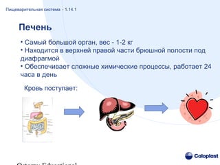 • Самый большой орган, вес - 1-2 кг
• Находится в верхней правой части брюшной полости под
диафрагмой
• Обеспечивает сложные химические процессы, работает 24
часа в день
Печень
Пищеварительная система - 1.14.1
Кровь поступает:
 